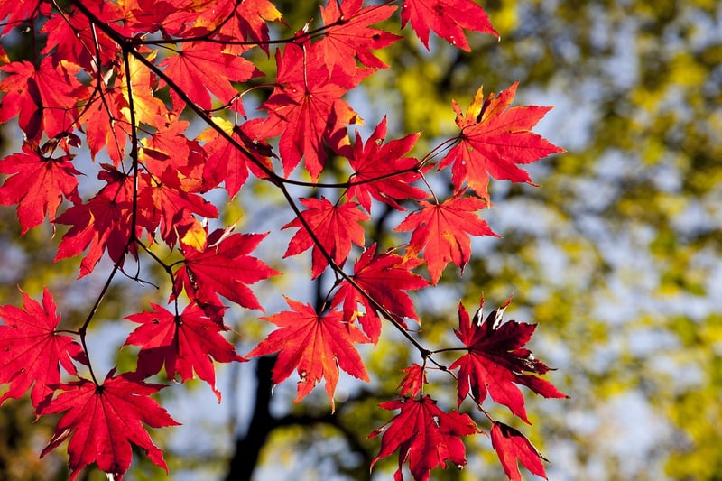 Fall garden
