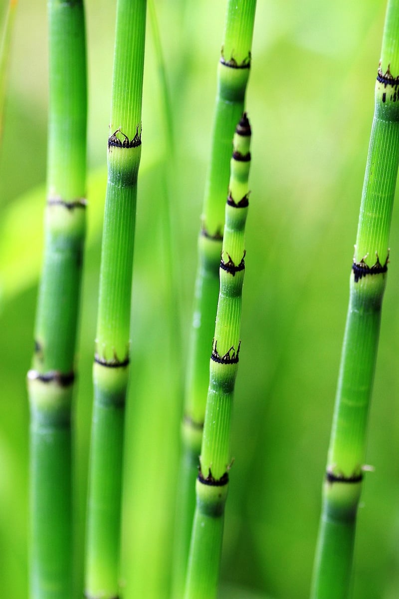 Bamboo Trellis